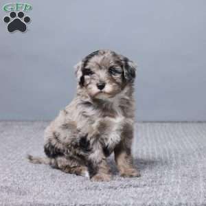 Adek, Mini Sheepadoodle Puppy